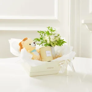 BABY LION BOX